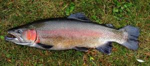 Oncorhynchus mykiss