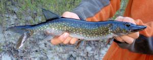 Chain Pickerel