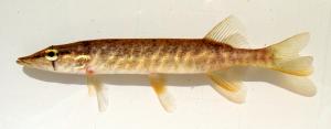 Redfin Pickerel