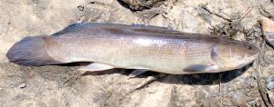 Ruddy Bowfin