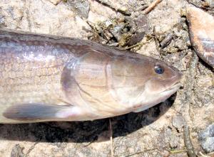 Ruddy Bowfin