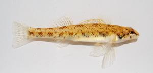 Etheostoma stigmaeum