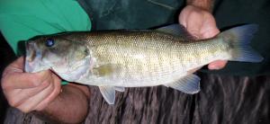 Shoal Bass