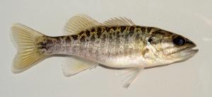 Micropterus cataractae