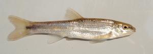 Bluefin Stoneroller