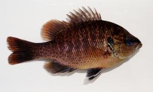 Blackspotted Sunfish