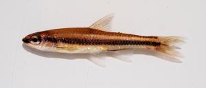 Notropis petersoni