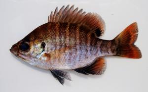 Florida Bluegill