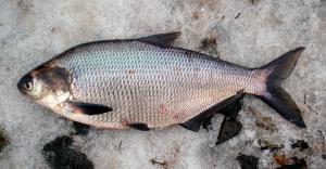 Gizzard Shad