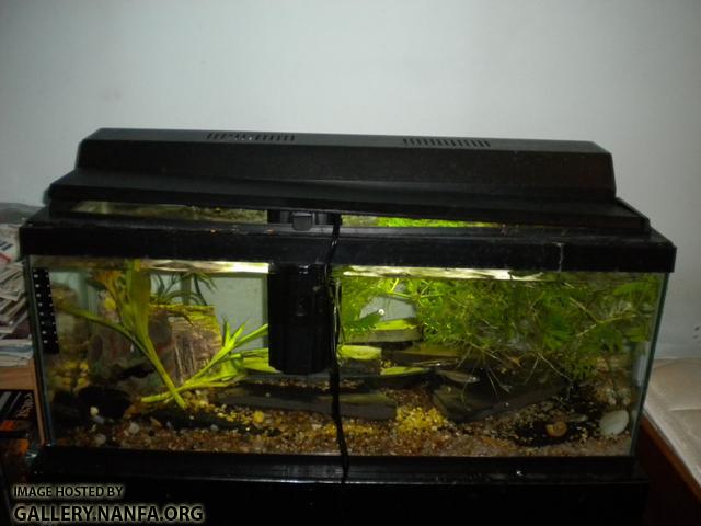 darter tank