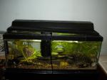 darter tank