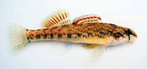 Etheostoma coosae