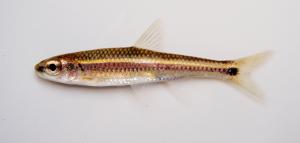 Notropis xaenocephalus