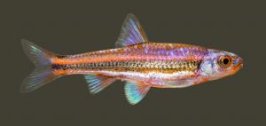 Notropis chrosomus