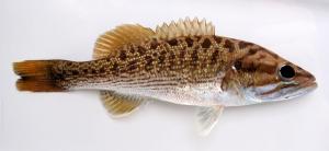 Micropterus coosae