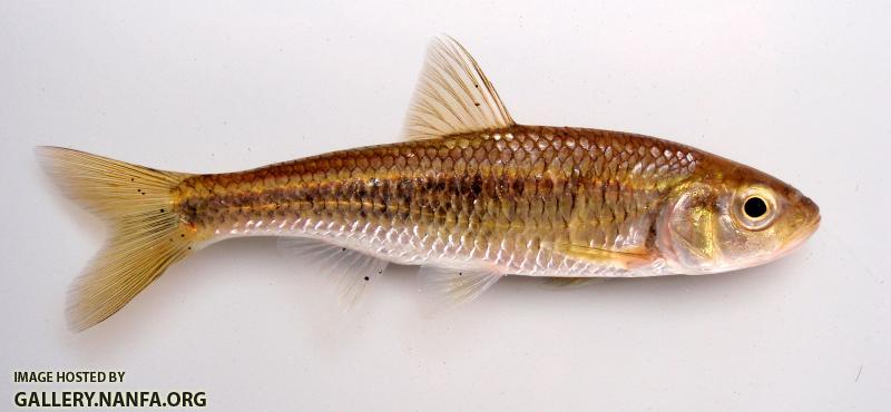 Southern Striped Shiner