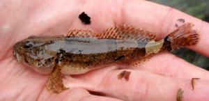 Banded Sculpin