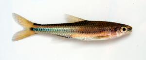 Notropis cummingsae