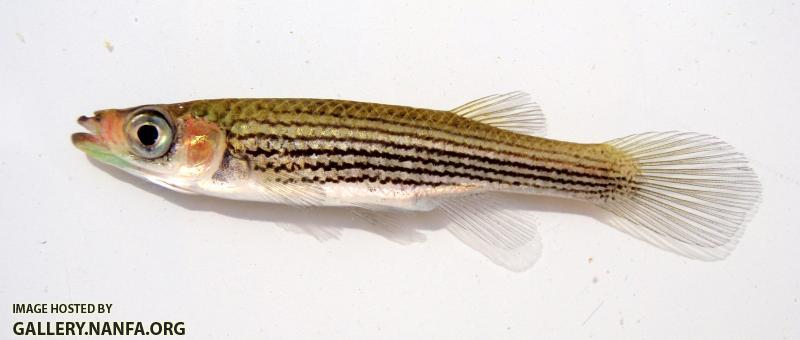 Lined Topminnow