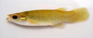 Golden Topminnow