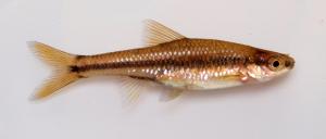 Peninsula Pugnose Minnow