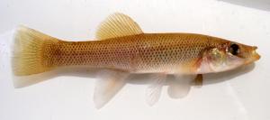 Fundulus seminolis