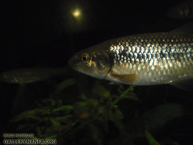 Bluehead chub 3