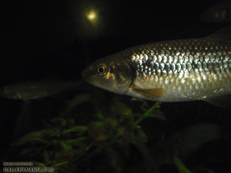 Bluehead chub 3