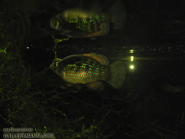 Flagfish male