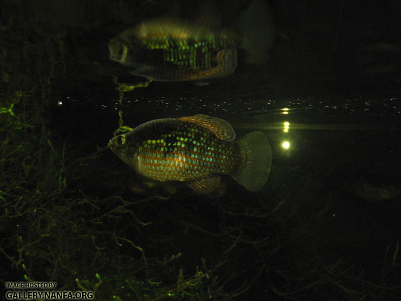Flagfish male