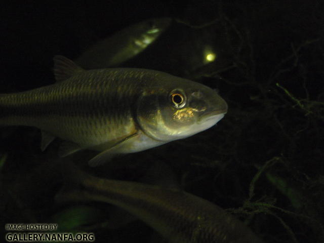 Bluehead chub 2