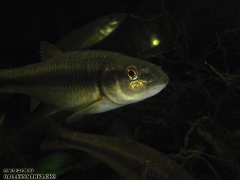 Bluehead chub 2