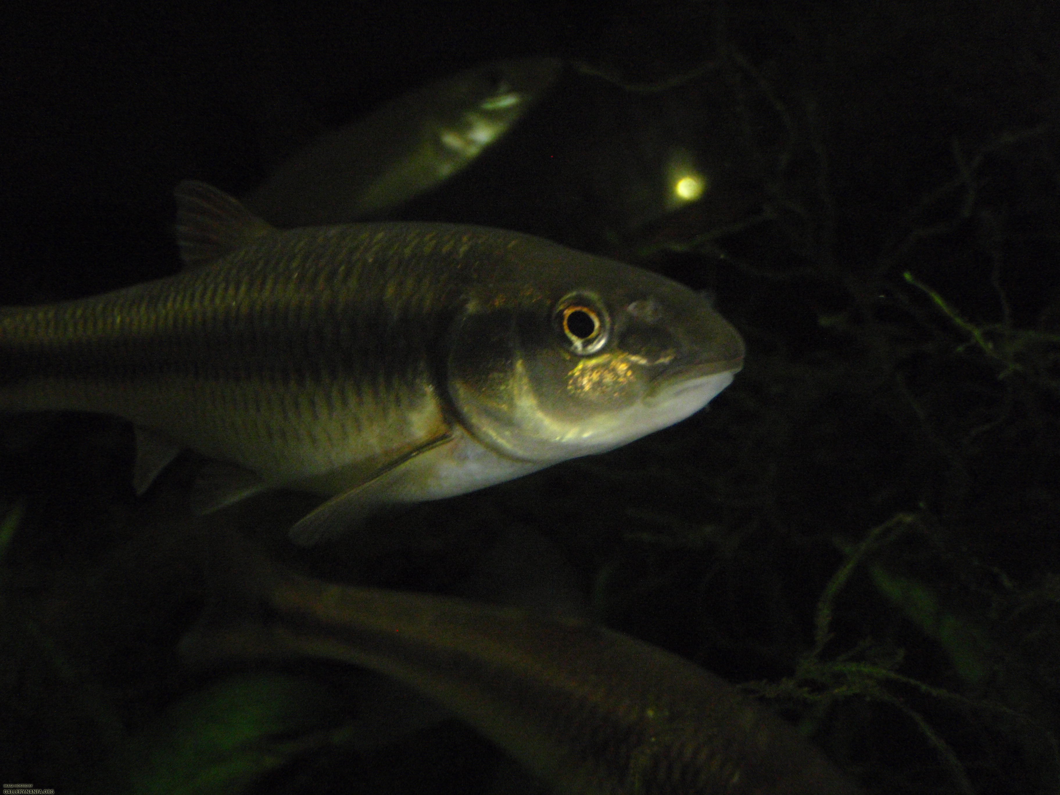 Bluehead chub 2