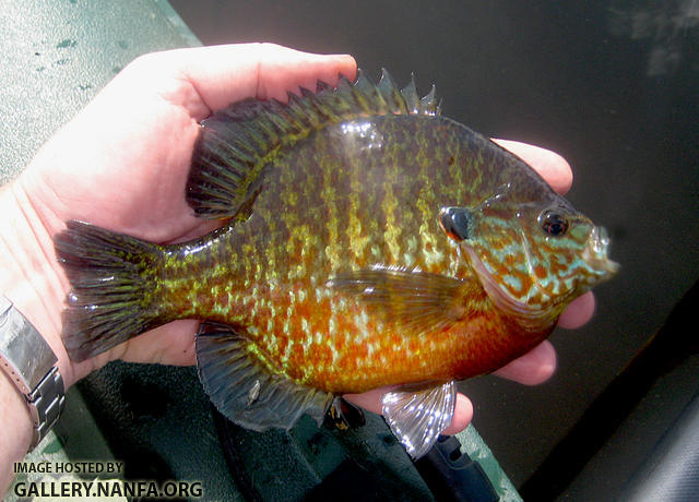 bigpumpkinseed