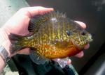 bigpumpkinseed