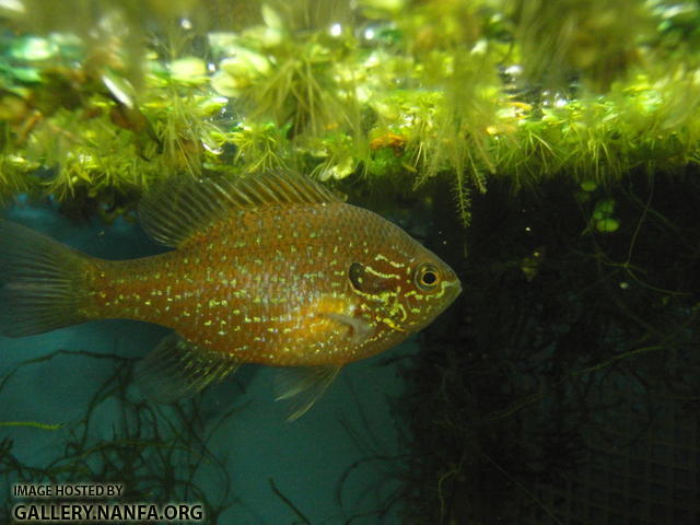 Dollar sunfish