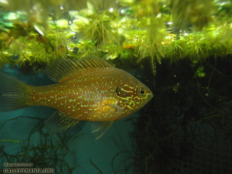 Dollar sunfish