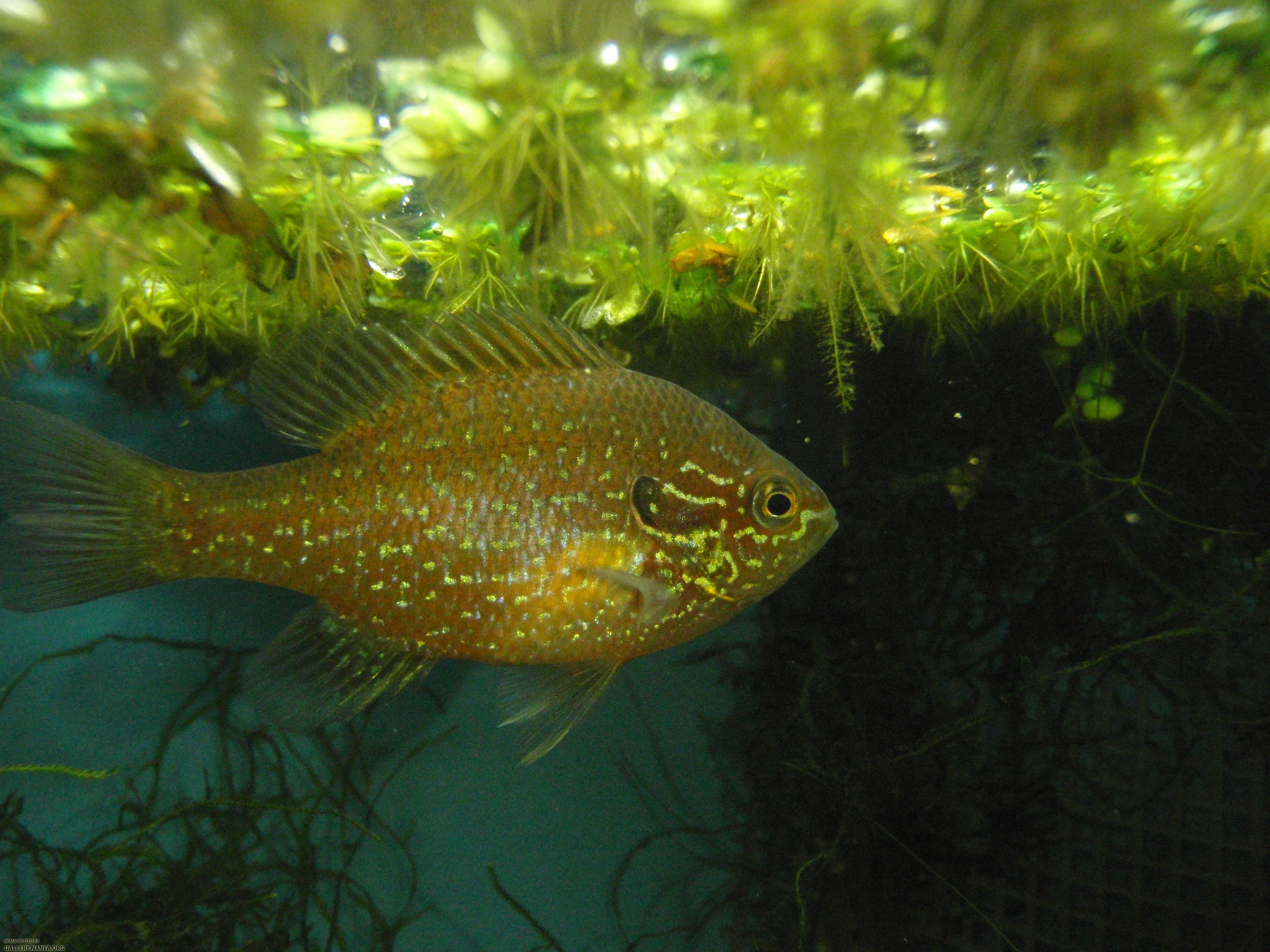 Dollar sunfish