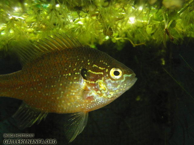 Dollar sunfish