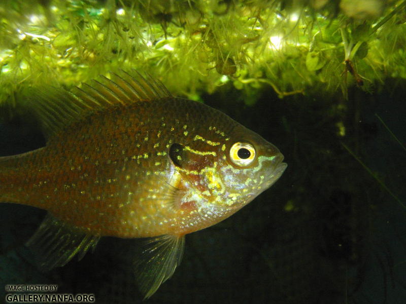 Dollar sunfish