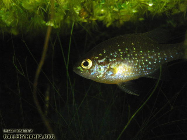 Dollar sunfish