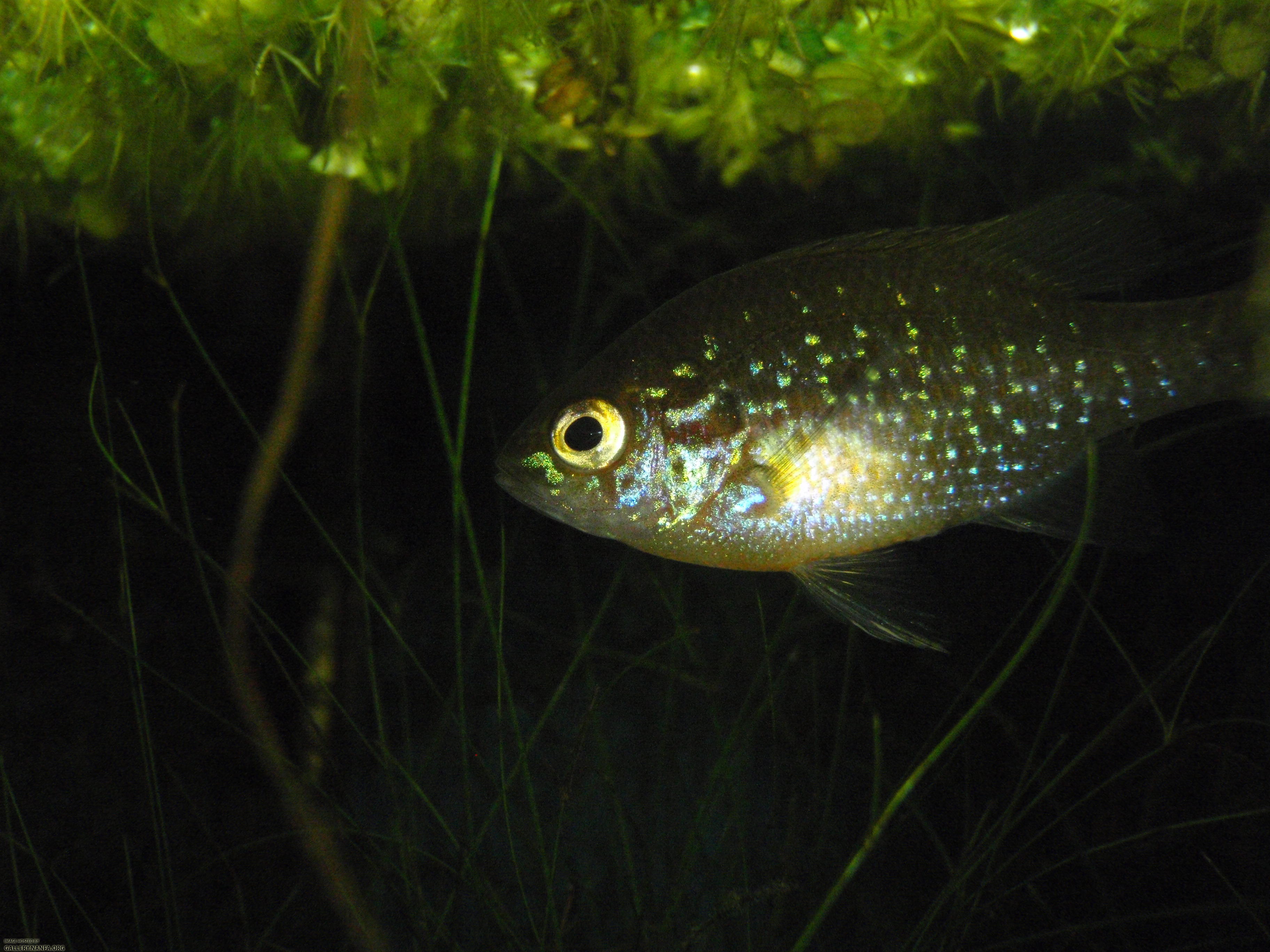 Dollar sunfish