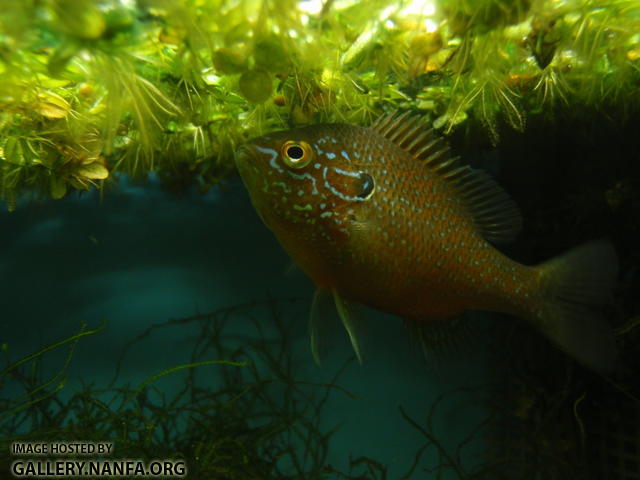 Dollar sunfish