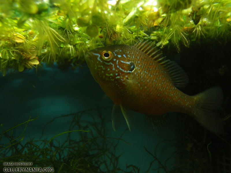 Dollar sunfish