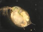 Daphnia magna