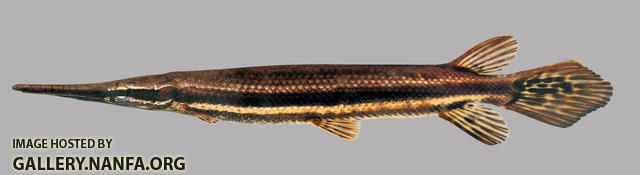 Lepisosteus platyrhincus florida gar 2000