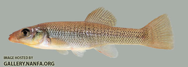 Fundulus seminolis  Seminole Killifish