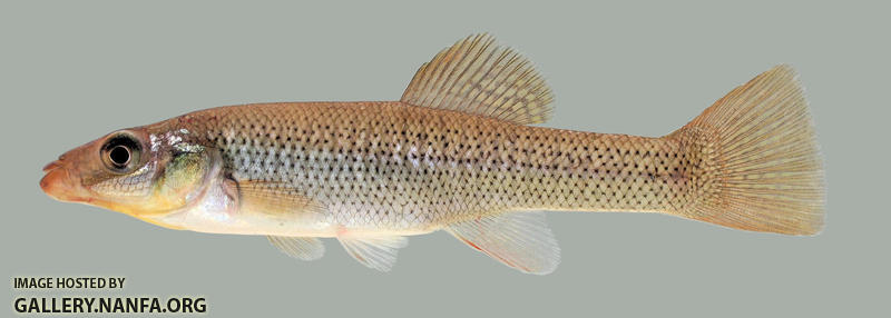 Fundulus seminolis  Seminole Killifish