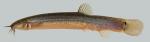 Misgurnus anguillicaudatus Oriental Weatherfish 2000