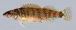 Etheostoma tippecanoe Tippecanoe Darter female 2000